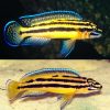 Julie Kipili Cichlid