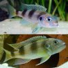 Spangled Cichlid