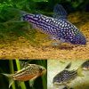 Elegant Cory Catfish