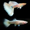 Albino Gold Platinum Guppy Pair