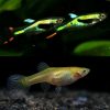 Lime Green Endler Guppy Pair