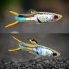 Silverado Endler Guppy Male