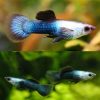 Blue Panda Dumbo Endler Male