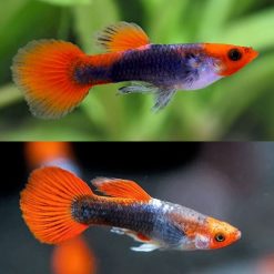 Tuxedo Koi Guppy Male