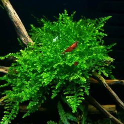 Christmas Moss Bag