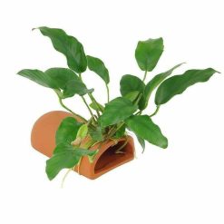 Terracotta Breeding Log Cave Anubias Creation