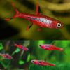 Dwarf Chilli Red Rasbora