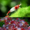 Red Rili Cherry Shrimp - 1cm