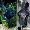 Dark Pinoy Turq Angelfish