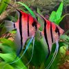 Red Shoulder Manacapuru Angelfish