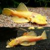 Albino Bristlenose Catfish Large