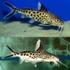 Cuckoo Catfish Large
