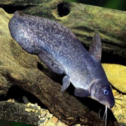 Tandanus Eel Tail Catfish
