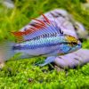 Three Stripe Apisto