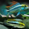 Three Stripe Apisto Pair