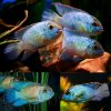 Neon Blue Acara Cichlid (Andinoacara pulcher)