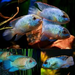 Neon Blue Acara Cichlid (Andinoacara pulcher)