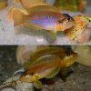Gold Occie Shell Dweller