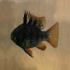 Balloon Black Ram Cichlid (Mikrogeophagus ramirezi)