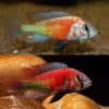 Hippo Point Salmon Cichlid