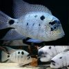 Silver Cichlid