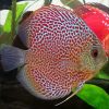 Leopard Discus