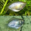 Dwarf Flame Gourami