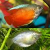 Dwarf Flame Gourami Pair