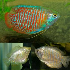 Dwarf Gourami Pair