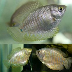 Dwarf Gourami Female