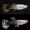Dragon Tuxedo Guppy Female