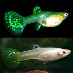 Guppies - Green Cobra Guppy 3.5cm - FEMALE