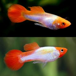 Neon Koi Guppy Male
