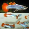 Neon Firetail Guppy Male