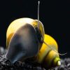 Jade / Black Foot Mystery Apple Snail Medium