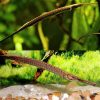 Longnose Freshwater Pipefish