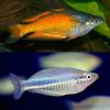 parkinsoni rainbowfish pair