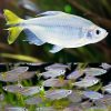 Yellow Fin Congo Tetra