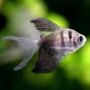Longfin Black Widow Tetra