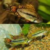 Apistogramma Cacatuoides