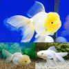 Oranda White Goldfish