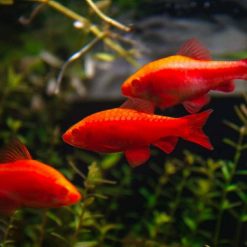 Albino Cherry Barbs