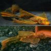 Longfin Marbled Calico Bristlenose Catfish
