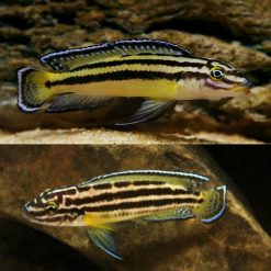 Julidochromis regani Sambia Zambia Gold