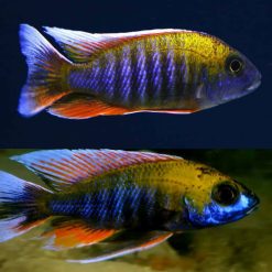 Malawi Butterfly Peacock Cichlid