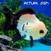 Oranda Ignot Yuan Bao Panda