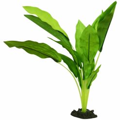 Amazon Broad Leaf 30cm