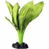 Amazon Broad Leaf Medium 20cm