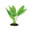 Silk Plant Amazon Broad Leaf Small