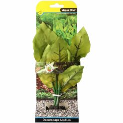 Sword Radicans Medium 20cm